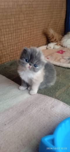 Ma Sha Allah Beautiful Calico peke peki piki Female Kitten Available