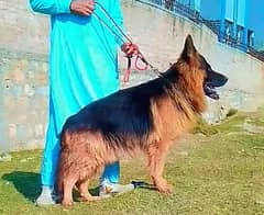 German Shepherd male long coat for sale triple Court sale