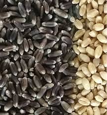 Black Wheat Premium Quality 3