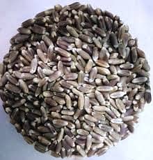 Black Wheat Premium Quality 4