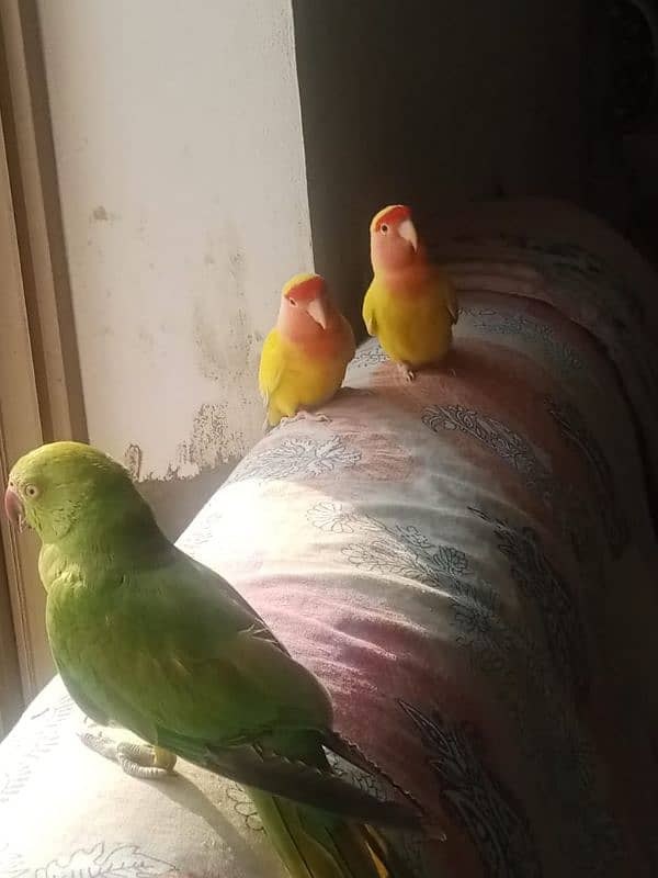 lovebirds pair 0