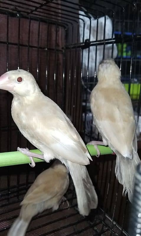 White Java and Fawn Jawa Pathay Birds 0