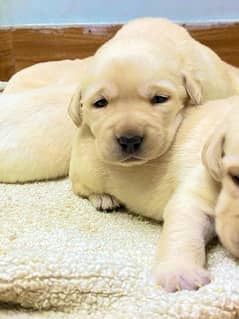 labrador puppies for sale