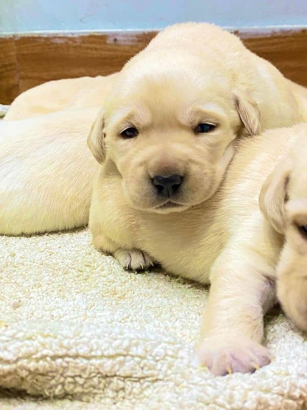 labrador puppies pair for sale 0