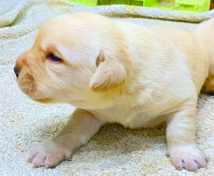 labrador puppies pair for sale 1