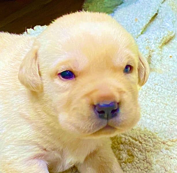 labrador puppies pair for sale 2