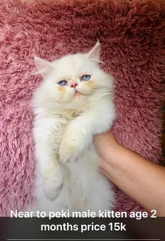 Persian peki and near to peki kitten for sale