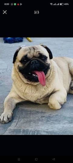 American Male PUG