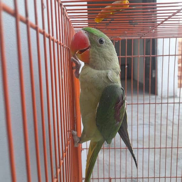 raw parrot for sale only WhatsApp number0327=42=72=440 1