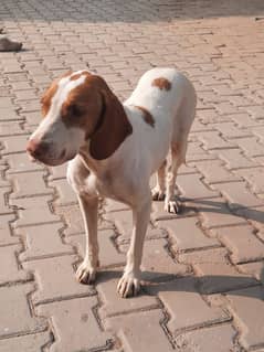 pointer female