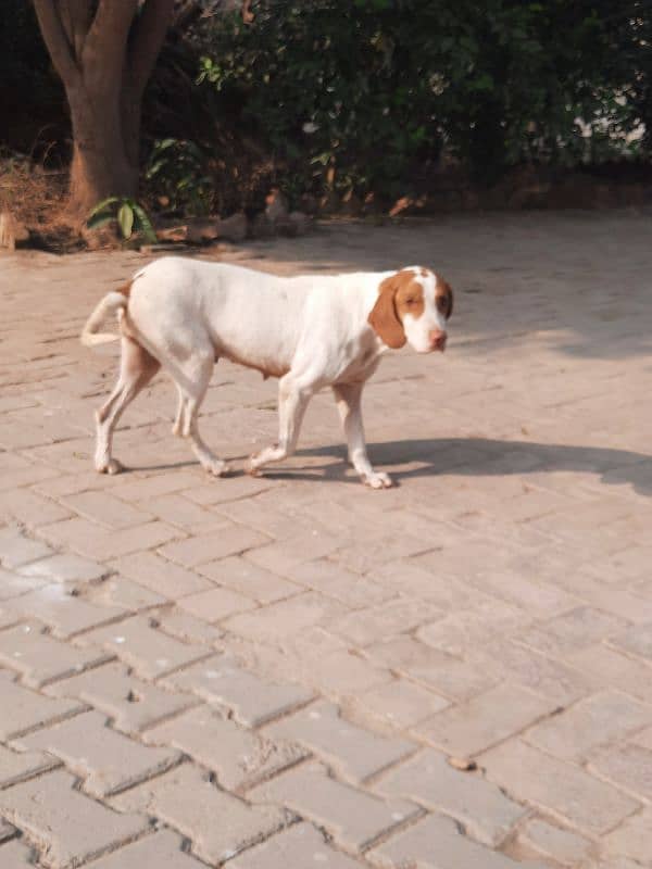 pointer female 1