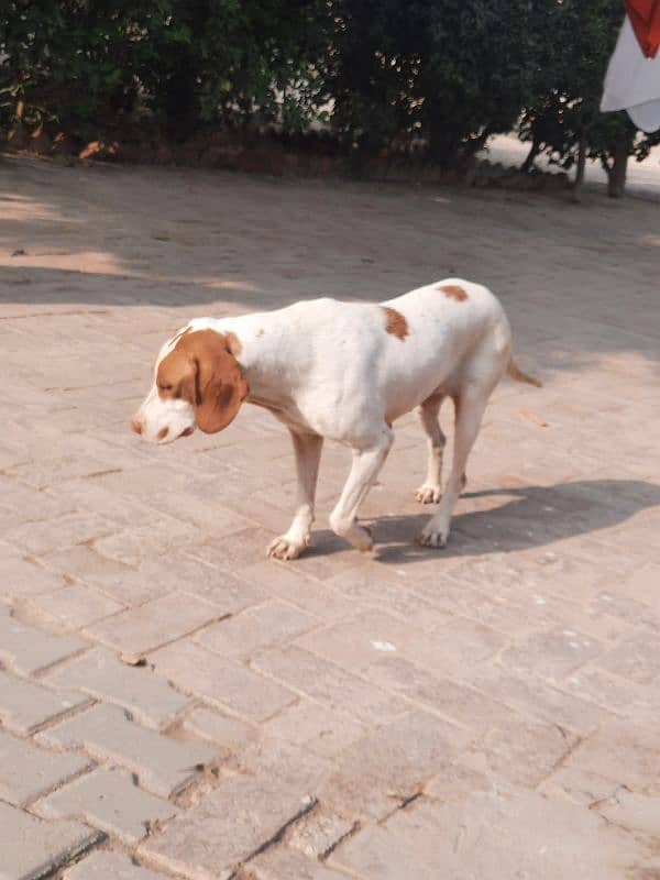 pointer female 2