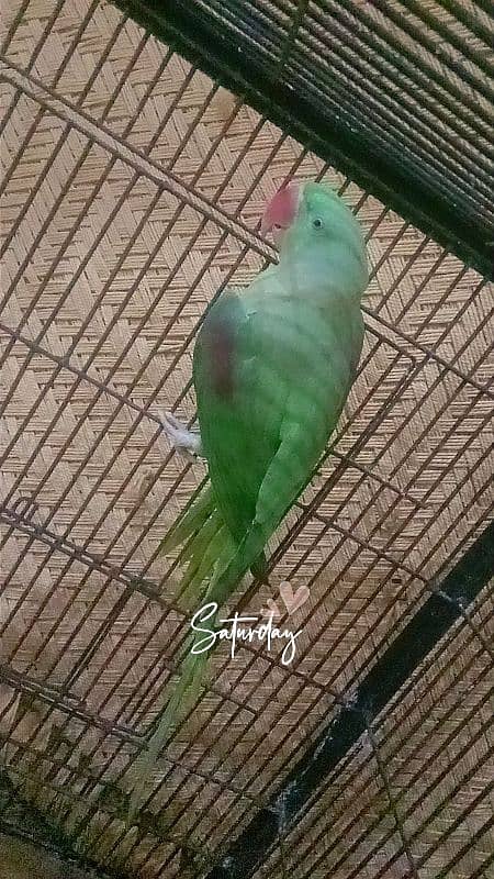 Breeder Raw Parrot Male 1