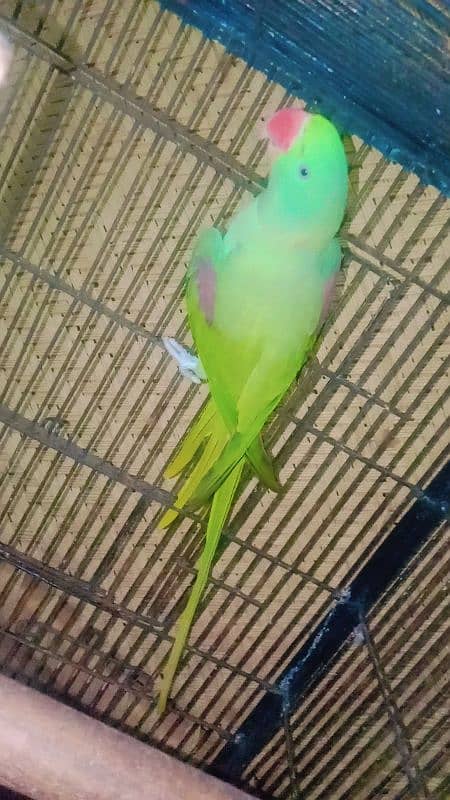 Breeder Raw Parrot Male 2