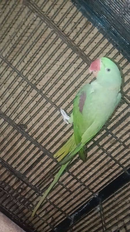 Breeder Raw Parrot Male 3