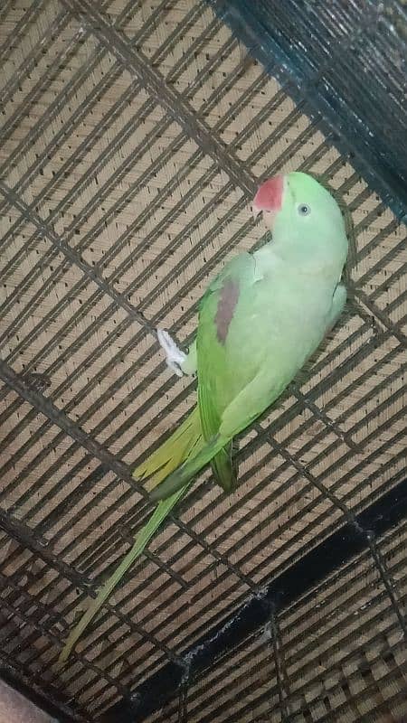 Breeder Raw Parrot Male 6