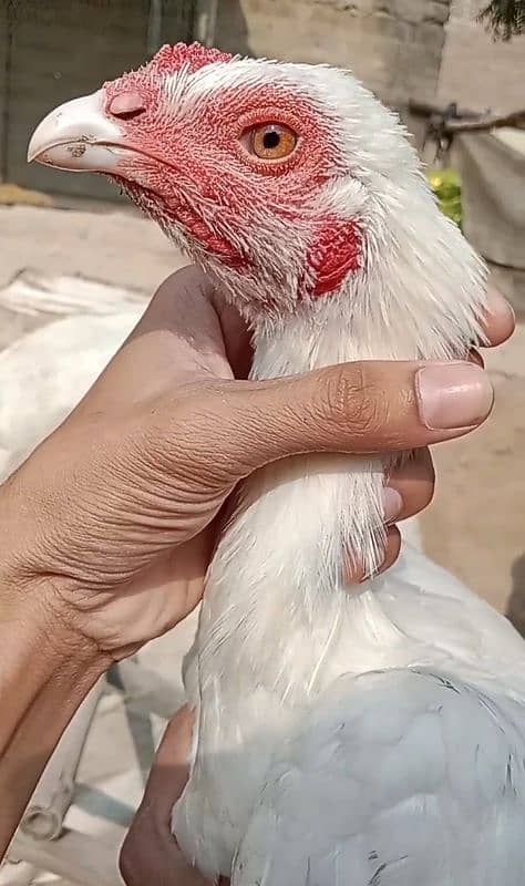 Heera/Hera/Hira Aseel pathey/pathia and chicks available for sale 0