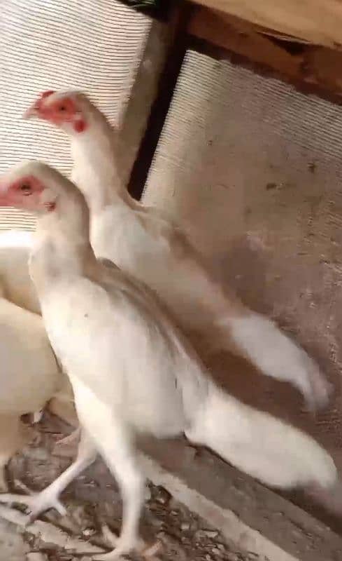 Heera/Hera/Hira Aseel pathey/pathia and chicks available for sale 3