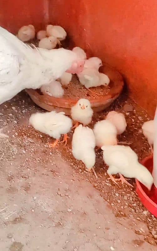 Heera/Hera/Hira Aseel pathey/pathia and chicks available for sale 4