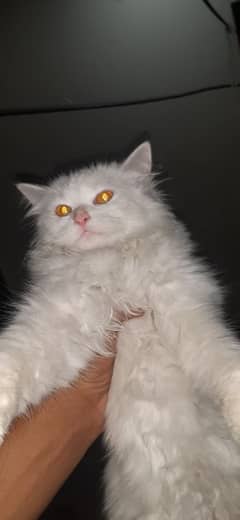 persian cat male