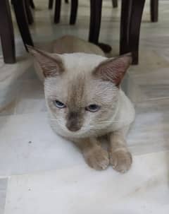 Siamese Male Cat for Sale