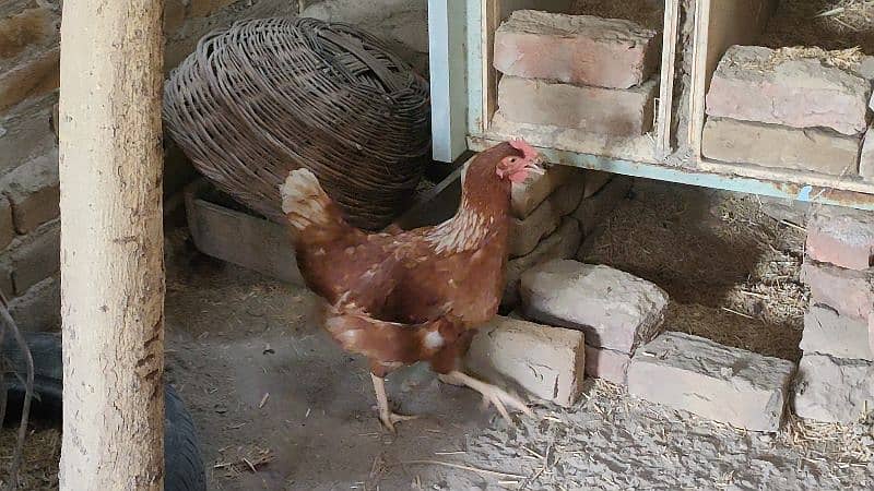 Healthy Lohmann Chickens with Laying Eggs for Sale! 1