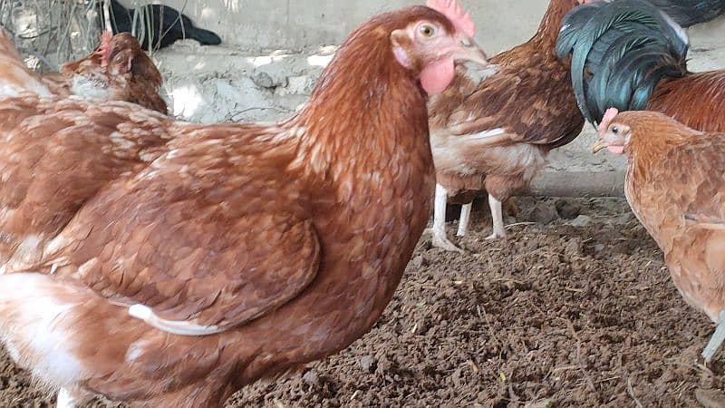 Healthy Lohmann Chickens with Laying Eggs for Sale! 2