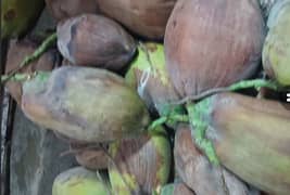 My Home Plant fresh Nariyal coconut for sale # 03258991198 is number