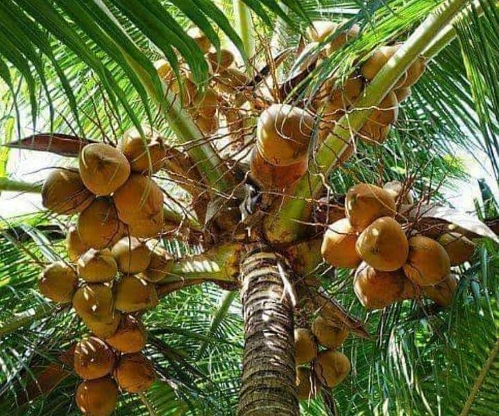 My Home Plant fresh Nariyal coconut for sale # 03258991198 is number 1