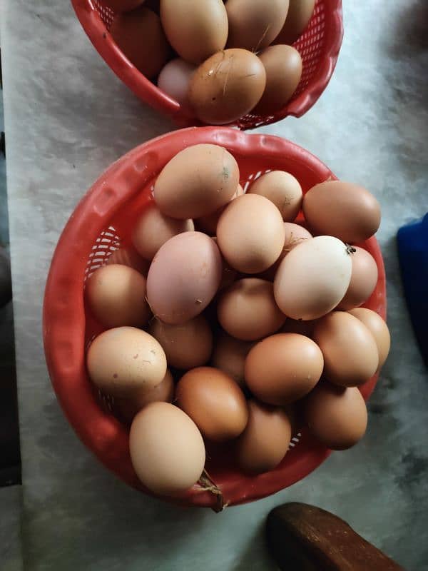 Healthy Lohmann Chickens with Laying Eggs for Sale! 3