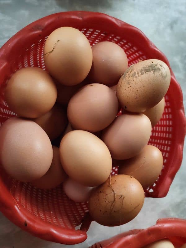 Healthy Lohmann Chickens with Laying Eggs for Sale! 4