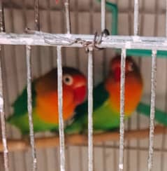 Fischer\Fisher lovebird parrot age 7+ months