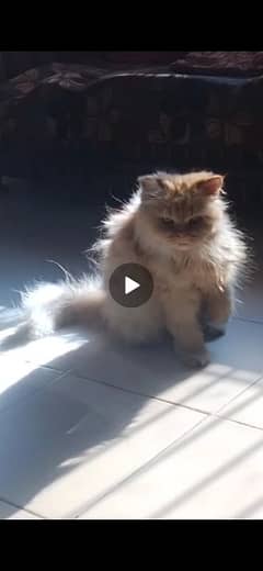 female persian cat litter train