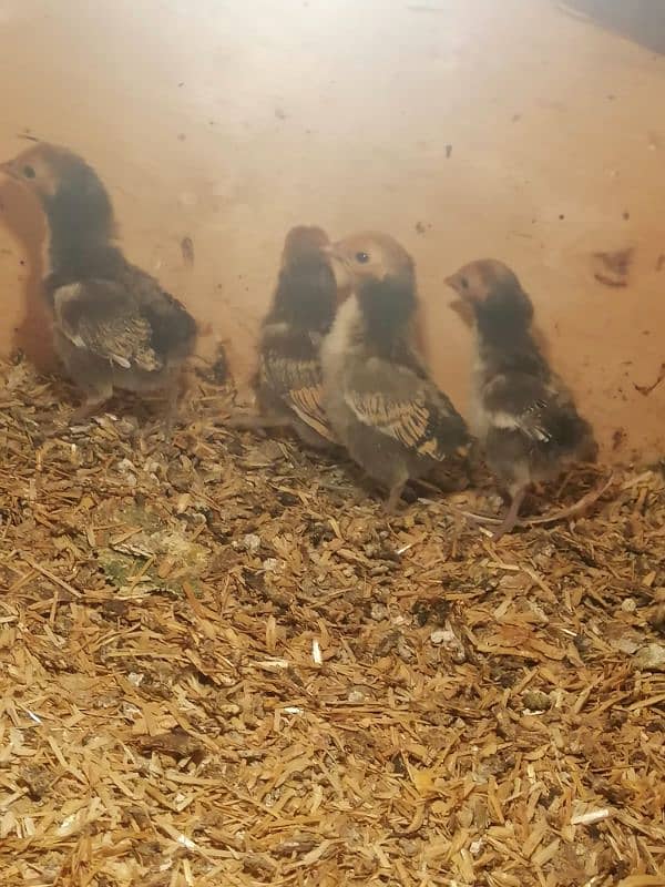 golden sebright  2 male / chicks  /mushka chicks available 7