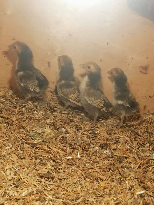 golden sebright  2 male / chicks  /mushka chicks available 8