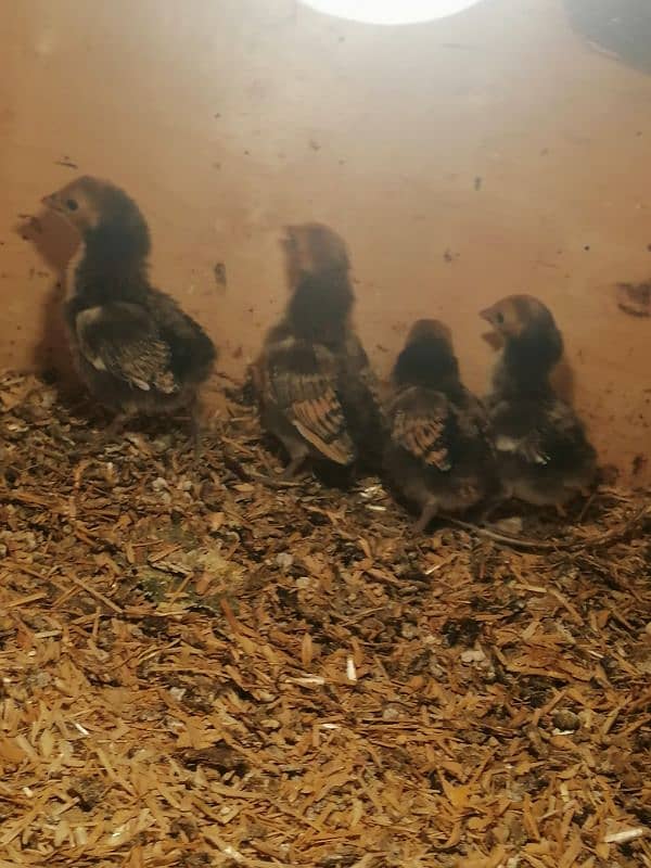 golden sebright  2 male / chicks  /mushka chicks available 9