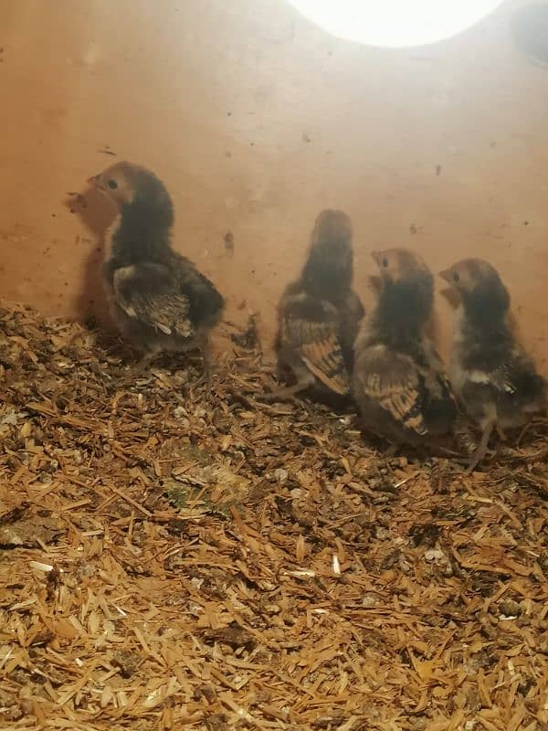 golden sebright  2 male / chicks  /mushka chicks available 11