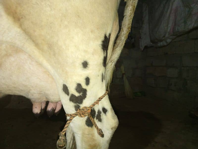 cow for sale 1