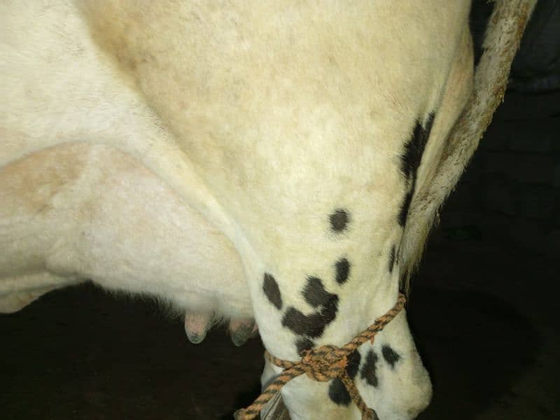 cow for sale 2