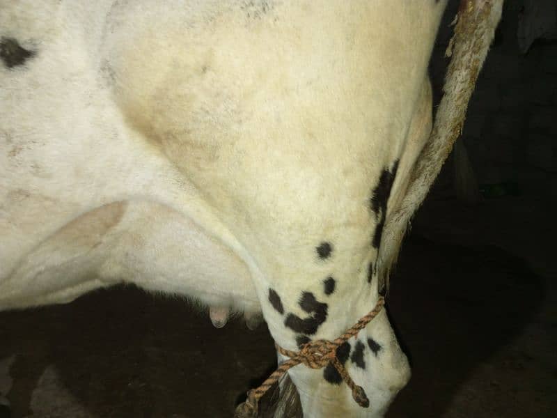 cow for sale 4