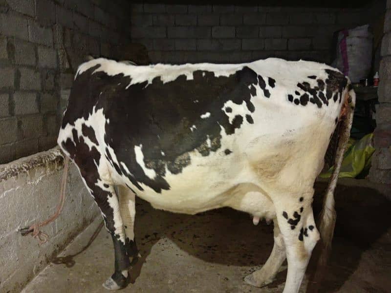 cow for sale 5