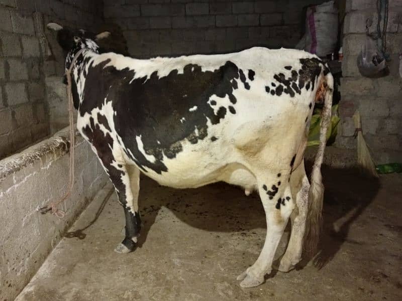 cow for sale 6