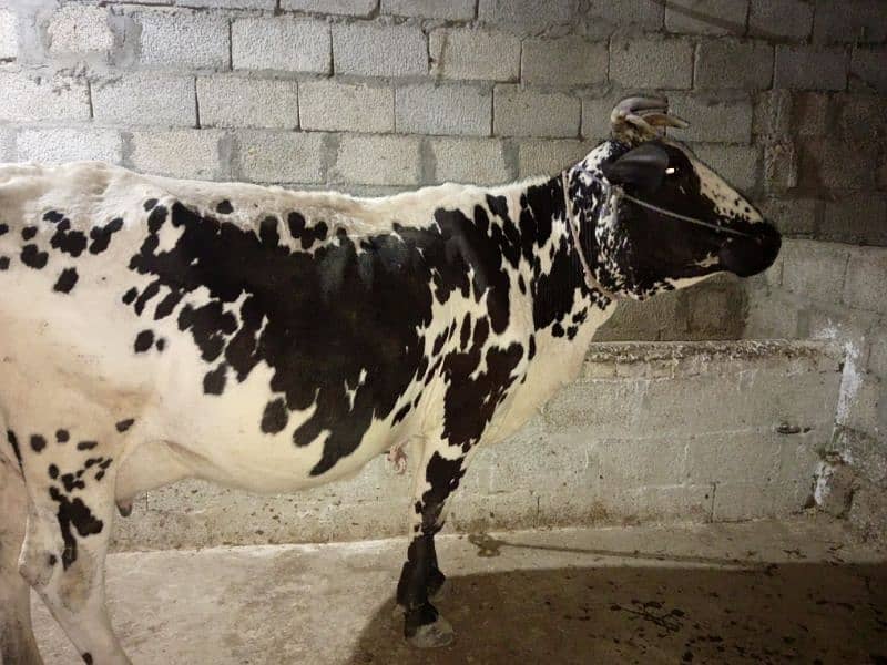 cow for sale 7