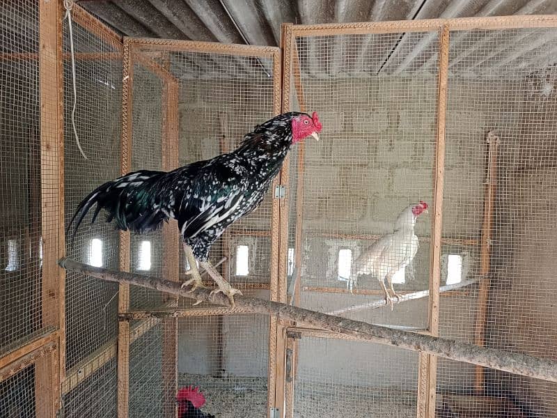 aseel mianwali breader murgha/murghi/chicks 2