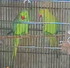 parrots breeding pair