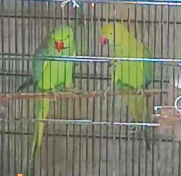 parrots breeding pair 0