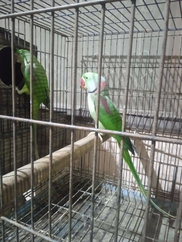 Raw parrots Breeder pair For Sale 1