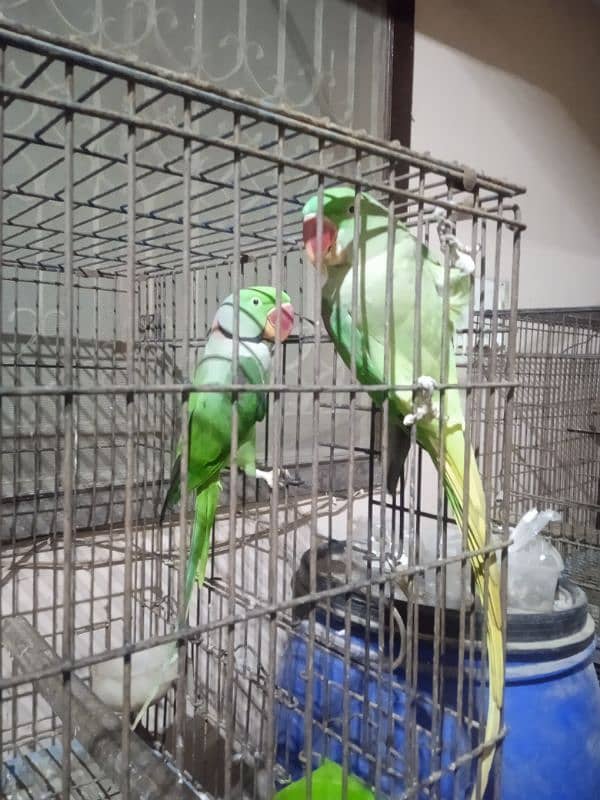 Raw parrots Breeder pair For Sale 2