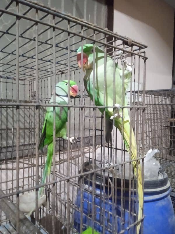 Raw parrots Breeder pair For Sale 3