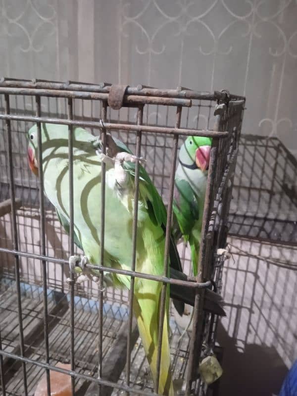 Raw parrots Breeder pair For Sale 4